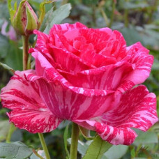 Троянда чайно-гібридна ‘Пінк Інтуішн’|Hybrid tea rose ‘Pink Intuition’|Роза чайно-гибридная ’Пинк Интуишн’