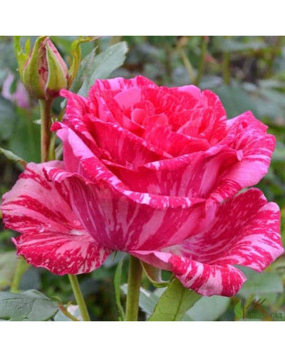 Троянда чайно-гібридна ‘Пінк Інтуішн’|Hybrid tea rose ‘Pink Intuition’|Роза чайно-гибридная ’Пинк Интуишн’