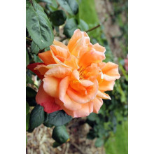 Троянда чайно-гібридна ‘Луі де Фюнес’|Hybrid tea rose Louis de Funès|Роза чайно-гибридная ’Луи де Фюнес’