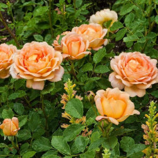 Троянда чайно-гібридна ‘Луі де Фюнес’|Hybrid tea rose Louis de Funès|Роза чайно-гибридная ’Луи де Фюнес’