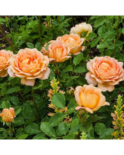 Троянда чайно-гібридна ‘Луі де Фюнес’|Hybrid tea rose Louis de Funès|Роза чайно-гибридная ’Луи де Фюнес’