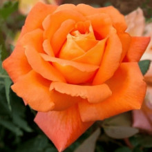 Троянда чайно-гібридна ‘Луі де Фюнес’|Hybrid tea rose Louis de Funès|Роза чайно-гибридная ’Луи де Фюнес’