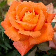Троянда чайно-гібридна ‘Луі де Фюнес’|Hybrid tea rose Louis de Funès|Роза чайно-гибридная ’Луи де Фюнес’