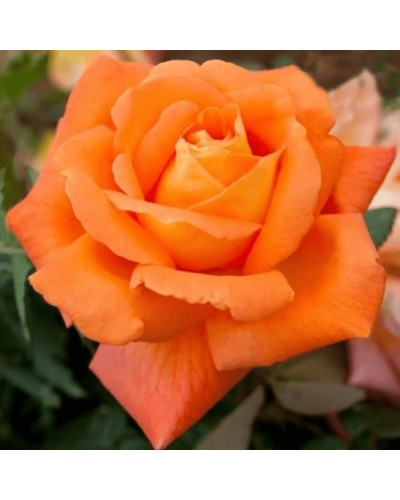 Троянда чайно-гібридна ‘Луі де Фюнес’|Hybrid tea rose Louis de Funès|Роза чайно-гибридная ’Луи де Фюнес’