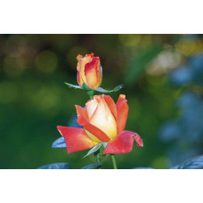 Троянда чайно-гібридна ‘Луі де Фюнес’|Hybrid tea rose Louis de Funès|Роза чайно-гибридная ’Луи де Фюнес’