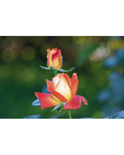 Троянда чайно-гібридна ‘Луі де Фюнес’|Hybrid tea rose Louis de Funès|Роза чайно-гибридная ’Луи де Фюнес’