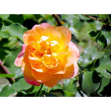 Троянда чайно-гібридна ‘Луі де Фюнес’|Hybrid tea rose Louis de Funès|Роза чайно-гибридная ’Луи де Фюнес’
