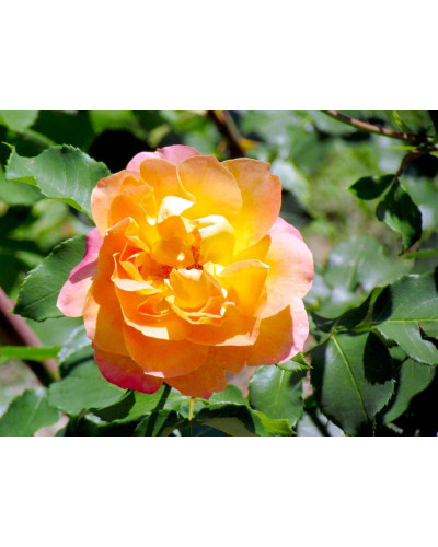 Троянда чайно-гібридна ‘Луі де Фюнес’|Hybrid tea rose Louis de Funès|Роза чайно-гибридная ’Луи де Фюнес’