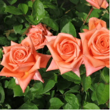 Троянда чайно-гібридна ‘Луі де Фюнес’|Hybrid tea rose Louis de Funès|Роза чайно-гибридная ’Луи де Фюнес’