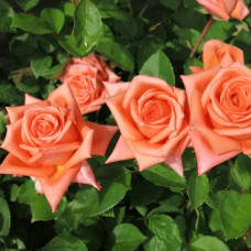Троянда чайно-гібридна ‘Луі де Фюнес’|Hybrid tea rose Louis de Funès|Роза чайно-гибридная ’Луи де Фюнес’