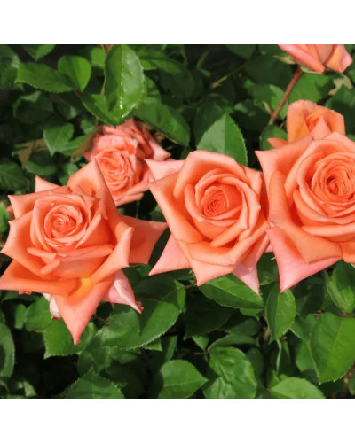 Троянда чайно-гібридна ‘Луі де Фюнес’|Hybrid tea rose Louis de Funès|Роза чайно-гибридная ’Луи де Фюнес’