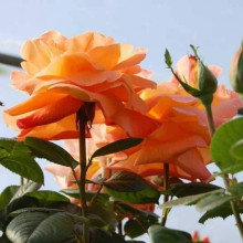Троянда чайно-гібридна ‘Луі де Фюнес’|Hybrid tea rose Louis de Funès|Роза чайно-гибридная ’Луи де Фюнес’