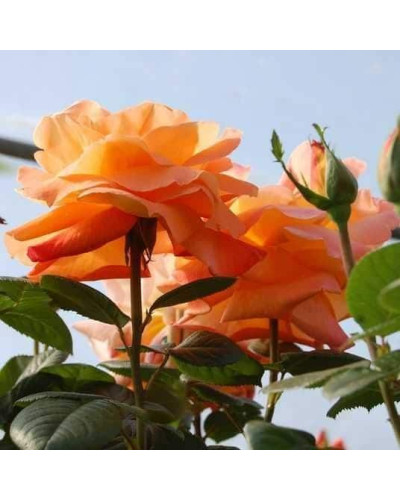 Троянда чайно-гібридна ‘Луі де Фюнес’|Hybrid tea rose Louis de Funès|Роза чайно-гибридная ’Луи де Фюнес’