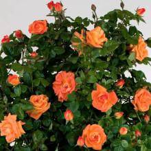 Троянда чайно-гібридна ‘Луі де Фюнес’|Hybrid tea rose Louis de Funès|Роза чайно-гибридная ’Луи де Фюнес’