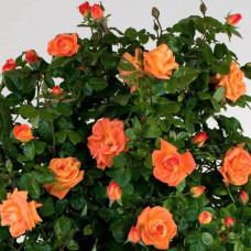 Троянда чайно-гібридна ‘Луі де Фюнес’|Hybrid tea rose Louis de Funès|Роза чайно-гибридная ’Луи де Фюнес’