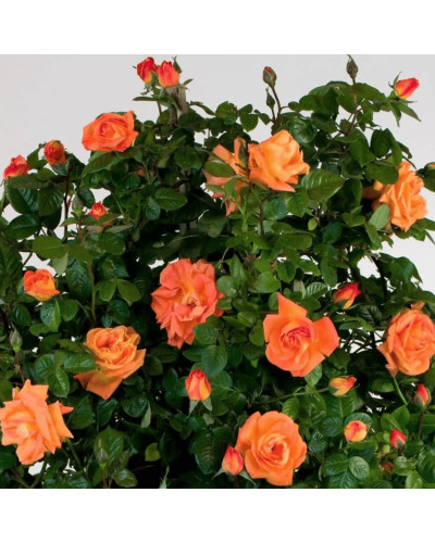 Троянда чайно-гібридна ‘Луі де Фюнес’|Hybrid tea rose Louis de Funès|Роза чайно-гибридная ’Луи де Фюнес’