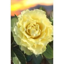 Троянда чайно-гібридна ‘Лімбо’|Hybrid tea rose ‘Limbo’|Роза чайно-гибридная ’Лимбо’