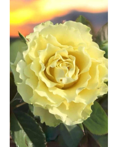 Троянда чайно-гібридна ‘Лімбо’|Hybrid tea rose ‘Limbo’|Роза чайно-гибридная ’Лимбо’