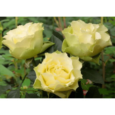 Троянда чайно-гібридна ‘Лімбо’|Hybrid tea rose ‘Limbo’|Роза чайно-гибридная ’Лимбо’