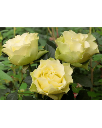 Троянда чайно-гібридна ‘Лімбо’|Hybrid tea rose ‘Limbo’|Роза чайно-гибридная ’Лимбо’