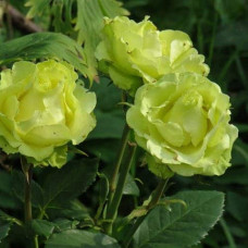 Троянда чайно-гібридна ‘Лімбо’|Hybrid tea rose ‘Limbo’|Роза чайно-гибридная ’Лимбо’