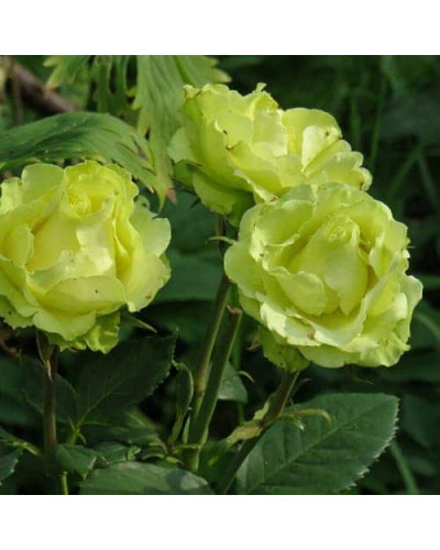 Троянда чайно-гібридна ‘Лімбо’|Hybrid tea rose ‘Limbo’|Роза чайно-гибридная ’Лимбо’