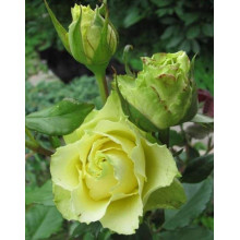 Троянда чайно-гібридна ‘Лімбо’|Hybrid tea rose ‘Limbo’|Роза чайно-гибридная ’Лимбо’