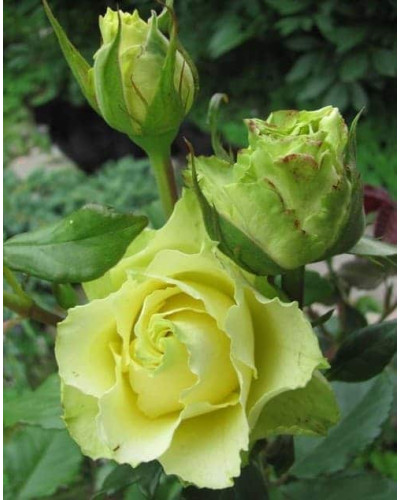 Троянда чайно-гібридна ‘Лімбо’|Hybrid tea rose ‘Limbo’|Роза чайно-гибридная ’Лимбо’