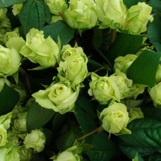Троянда чайно-гібридна ‘Лімбо’|Hybrid tea rose ‘Limbo’|Роза чайно-гибридная ’Лимбо’