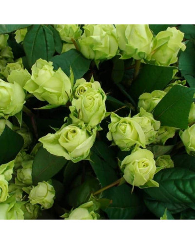 Троянда чайно-гібридна ‘Лімбо’|Hybrid tea rose ‘Limbo’|Роза чайно-гибридная ’Лимбо’