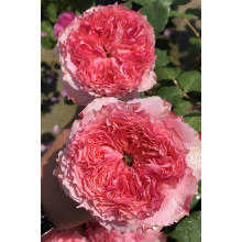 Троянда чайно-гібридна ‘Корона’ (ніжно-рожева)|Hybrid tea rose ‘Corona’|Роза чайно-гибридная ‘Корона’ (нежно-розовая)