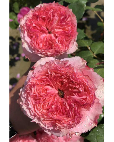 Троянда чайно-гібридна ‘Корона’ (ніжно-рожева)|Hybrid tea rose ‘Corona’|Роза чайно-гибридная ‘Корона’ (нежно-розовая)
