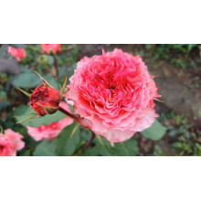 Троянда чайно-гібридна ‘Корона’ (ніжно-рожева)|Hybrid tea rose ‘Corona’|Роза чайно-гибридная ‘Корона’ (нежно-розовая)