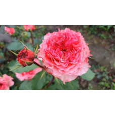 Троянда чайно-гібридна ‘Корона’ (ніжно-рожева)|Hybrid tea rose ‘Corona’|Роза чайно-гибридная ‘Корона’ (нежно-розовая)