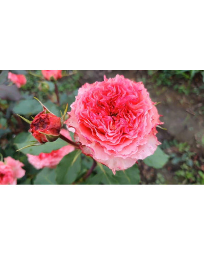 Троянда чайно-гібридна ‘Корона’ (ніжно-рожева)|Hybrid tea rose ‘Corona’|Роза чайно-гибридная ‘Корона’ (нежно-розовая)