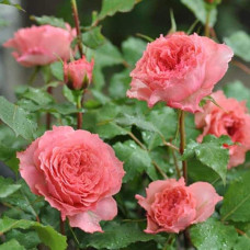Троянда чайно-гібридна ‘Корона’ (ніжно-рожева)|Hybrid tea rose ‘Corona’|Роза чайно-гибридная ‘Корона’ (нежно-розовая)