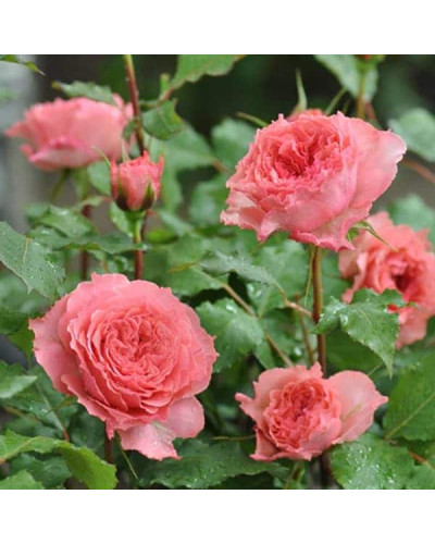 Троянда чайно-гібридна ‘Корона’ (ніжно-рожева)|Hybrid tea rose ‘Corona’|Роза чайно-гибридная ‘Корона’ (нежно-розовая)