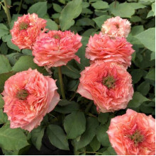 Троянда чайно-гібридна ‘Корона’ (ніжно-рожева)|Hybrid tea rose ‘Corona’|Роза чайно-гибридная ‘Корона’ (нежно-розовая)