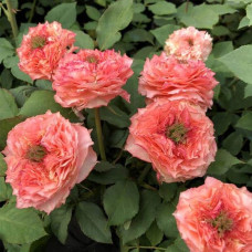 Троянда чайно-гібридна ‘Корона’ (ніжно-рожева)|Hybrid tea rose ‘Corona’|Роза чайно-гибридная ‘Корона’ (нежно-розовая)