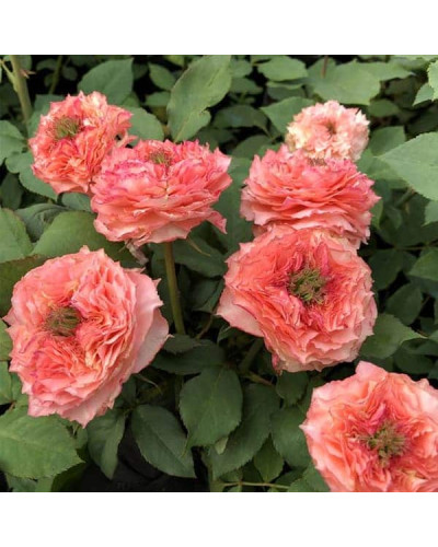 Троянда чайно-гібридна ‘Корона’ (ніжно-рожева)|Hybrid tea rose ‘Corona’|Роза чайно-гибридная ‘Корона’ (нежно-розовая)
