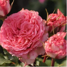 Троянда чайно-гібридна ‘Корона’ (ніжно-рожева)|Hybrid tea rose ‘Corona’|Роза чайно-гибридная ‘Корона’ (нежно-розовая)