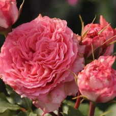 Троянда чайно-гібридна ‘Корона’ (ніжно-рожева)|Hybrid tea rose ‘Corona’|Роза чайно-гибридная ‘Корона’ (нежно-розовая)