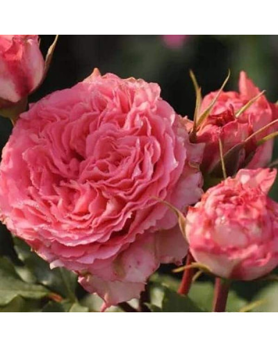 Троянда чайно-гібридна ‘Корона’ (ніжно-рожева)|Hybrid tea rose ‘Corona’|Роза чайно-гибридная ‘Корона’ (нежно-розовая)