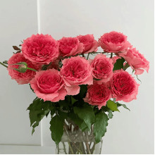 Троянда чайно-гібридна ‘Корона’ (ніжно-рожева)|Hybrid tea rose ‘Corona’|Роза чайно-гибридная ‘Корона’ (нежно-розовая)