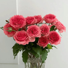 Троянда чайно-гібридна ‘Корона’ (ніжно-рожева)|Hybrid tea rose ‘Corona’|Роза чайно-гибридная ‘Корона’ (нежно-розовая)