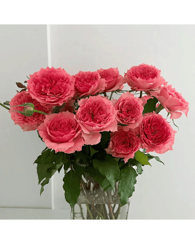 Троянда чайно-гібридна ‘Корона’ (ніжно-рожева)|Hybrid tea rose ‘Corona’|Роза чайно-гибридная ‘Корона’ (нежно-розовая)