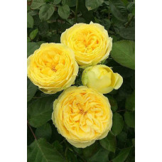 Троянда чайно-гібридна ‘Каталіна’|Hybrid tea rose ’Catalina’|Роза чайно-гибридная ’Каталина’