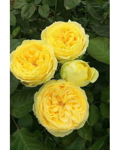 Троянда чайно-гібридна ‘Каталіна’|Hybrid tea rose ’Catalina’|Роза чайно-гибридная ’Каталина’