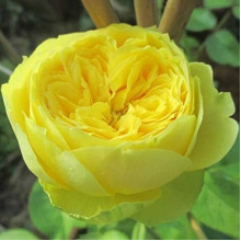 Троянда чайно-гібридна ‘Каталіна’|Hybrid tea rose ’Catalina’|Роза чайно-гибридная ’Каталина’