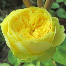 Троянда чайно-гібридна ‘Каталіна’|Hybrid tea rose ’Catalina’|Роза чайно-гибридная ’Каталина’